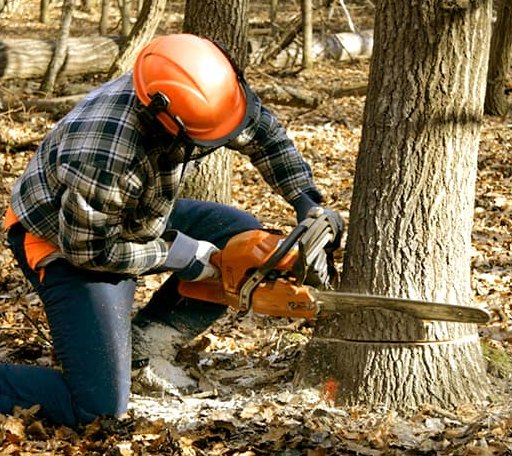 Tree Removal in Wrightsboro, TX